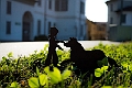 Inaspettati incontri_13